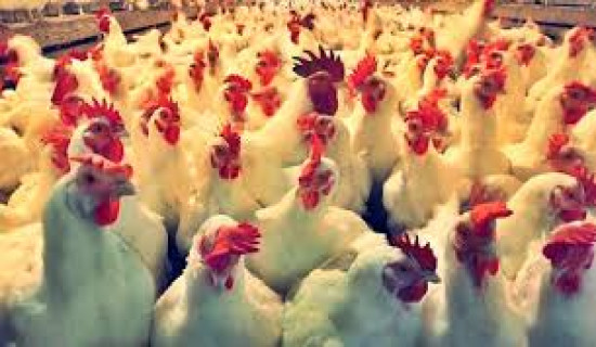 चितुवाको आक्रमणबाट पाँच घाइते