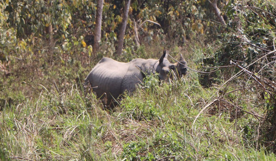 साउन यता १७ गैंडा मरे