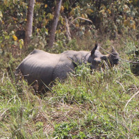 ‘निपाह’ भाइरसको जोखिम