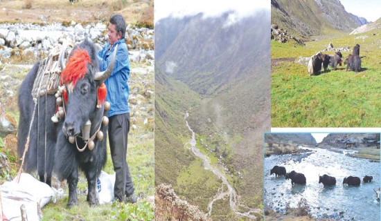 प्रतिबद्धतामा कुनै बेइमानी हुँदैन : अध्यक्ष ओली