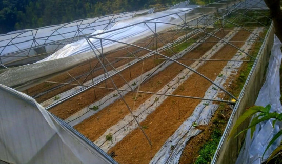 हावाहुरीले २८ लाख बढीको कृषि बालीमा क्षति