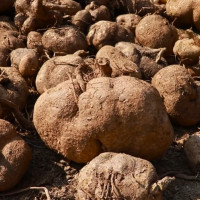 ठमेल र दरबारमार्ग क्षेत्र २४ घण्टा खुलाउने तयारी