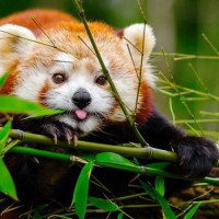 हुलाकी राजमार्ग अवरुद्ध