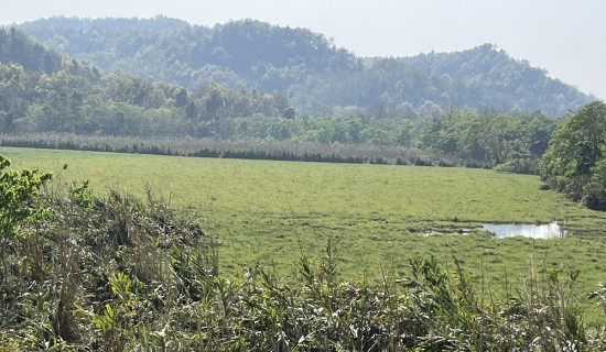 चितवन राष्ट्रिय निकुञ्जका तालतलैया सुक्दै