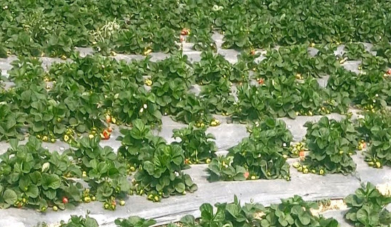 बाँकेमा स्ट्रबेरी खेतीको आकर्षण बढ्दै, किसान आर्थिक लाभमा उत्साहित