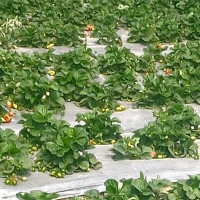 व्यावसायिक चियाखेतीसँगै पर्यटन प्रवर्द्धनमा भोजपुरका रञ्जित