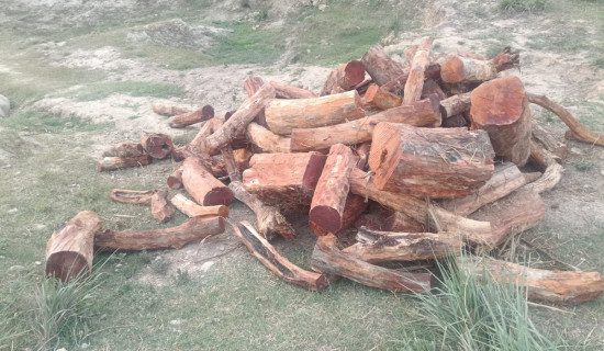 प्रहरीद्वारा कपिलवस्तुमा अवैध काठ बरामद