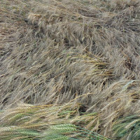 राष्ट्रङ्घद्वारा जम्मू–कश्मीरमा भएको आक्रमणको निन्दा गर्दै न्यायको माग