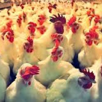 चैती छठ : अस्ताउँदो सूर्यलाई अर्घ्य दिइयो