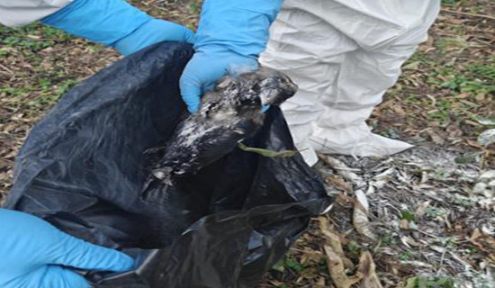 भेरीको मिलान बिन्दु त्रिवेणी