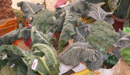 चैत १३ गतेबाट बागमती प्रदेशस्तरीय कृषि प्रदर्शनी