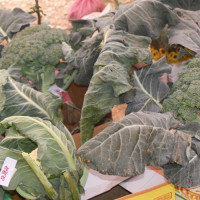 ताप्लेजुङमा असिनाले कृषिबालीमा क्षति