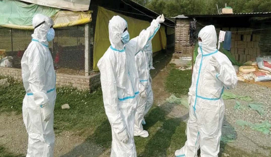 तापक्रम नबढ्दा कुखुरामा फ्लु