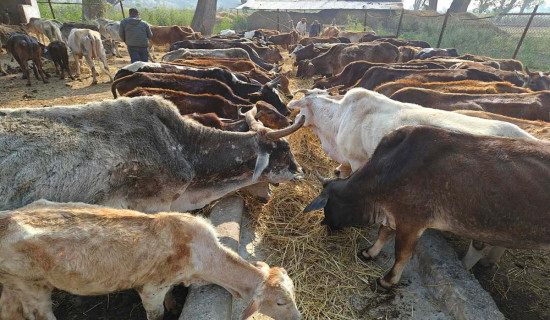 गौशाला व्यवस्थापनमा पालिका नै सक्रिय