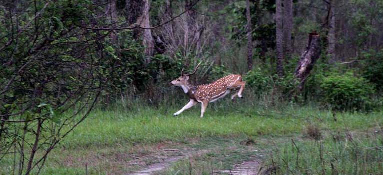 चोरीसिकारी रोक्न वन कार्यालय सक्रिय