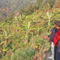 द्रुतबस सेवा