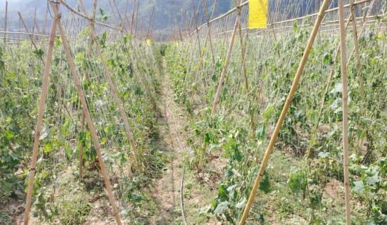 असिनाले काक्रो खेती नष्ट, पालुङटारका किसान मारमा