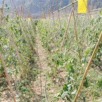 बहुलता हाम्रो मौलिक पहिचान हो : प्रधानमन्त्री कार्की