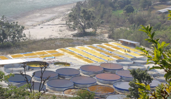 सिल गरिएको जडीबुटी उद्योग सञ्चालनमा आएन