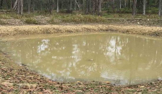 कम्दी काेरिडोरमा वन्यजन्तुका लागि १५ वटा कृत्रिम पोखरी