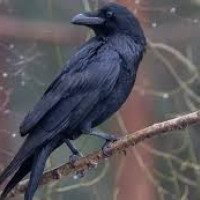 मध्यरात देखि जुम्लामा हिमपात