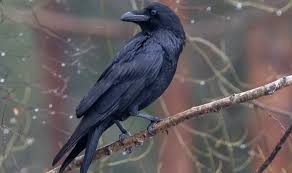 कागमा बर्डफ्लु