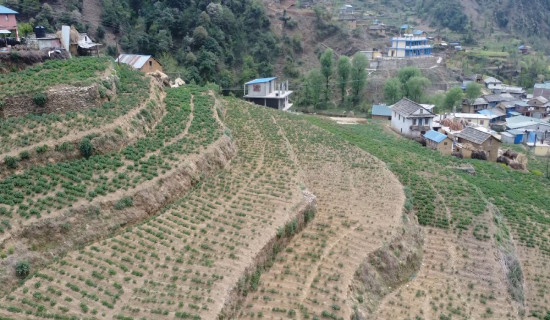 सल्यानमा आलु खेती विस्तार कार्यक्रम सञ्चालन