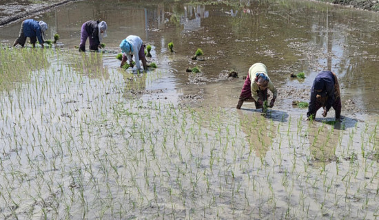 सुनसरीमा चैते धान रोपाइँ