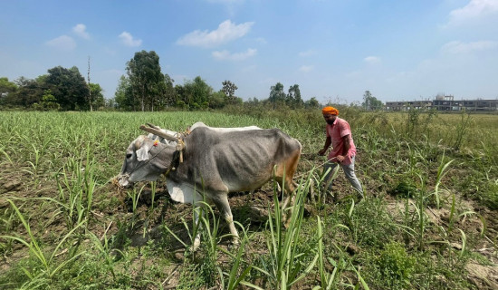 पर्सा ३ (ख)मा कांग्रेसका जनार्दन सिंह क्षेत्री विजयी