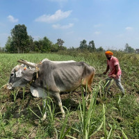 त्रिवि क्रिकेट मैदानलाई अन्तर्राष्ट्रियस्तरको रङ्गशालामा रूपान्तरण गरिने