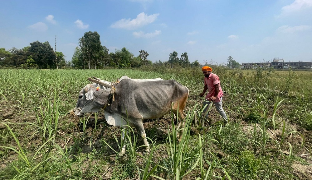 इन्धन मूल्यवृद्धिको मारमा किसान