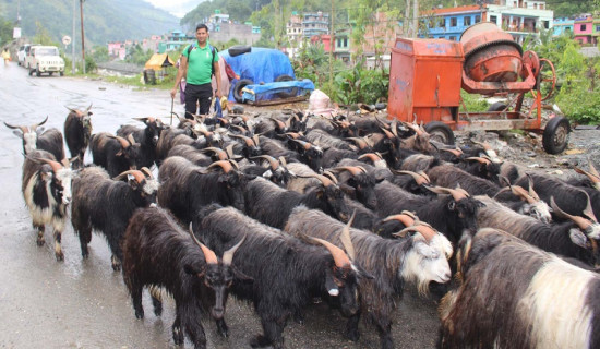 दशैँका लागि दार्चुलाबाट च्याङ्ग्रा काठमाडौं ल्याइँदै