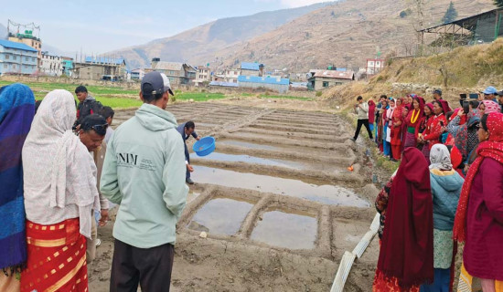 बिउ राखेर मनाइयो धान दिवस