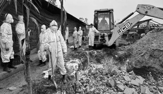 कोशीमा बर्डफ्लु : पचपन्न हजारभन्दा बढी पन्छी नष्ट