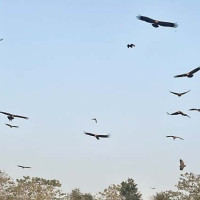 देशका विभिन्न भागमा वर्षा र हिमपातको सम्भावना