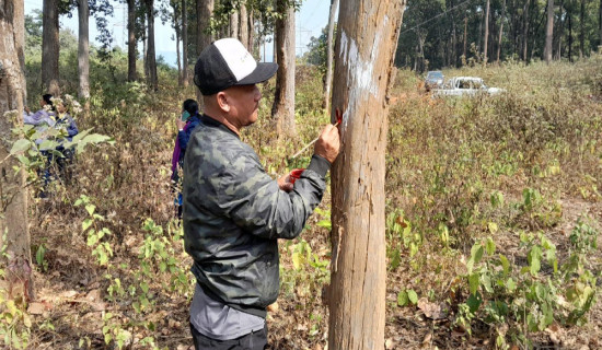 तनहुँ जलविद्युत् आयोजनाः प्रसारण लाइन निर्माणका लागि रुख छपान सुरु