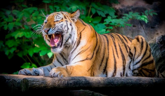 बाघको आक्रमणबाट नवलपुरमा एक जना घाइते