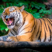 म्याद नाघेका खाद्य वस्तु बरामद