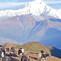 उदयपुर २ प्रदेशसभा (क) मा माओवादीका वुर्जामगर विजयी