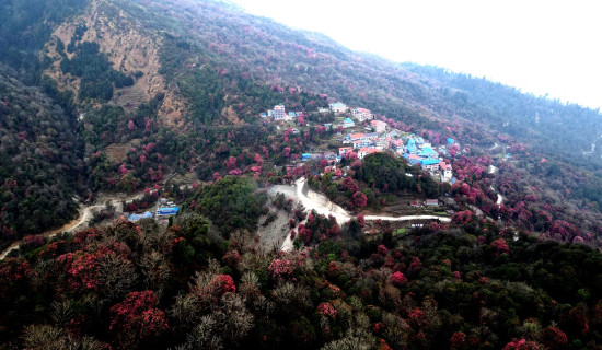 गुराँस फुलेर रङ्गियो घोडेपानी