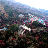 बराहक्षेत्रबाट २५ केजी गाजा बरामद, एक युवक पक्राउ