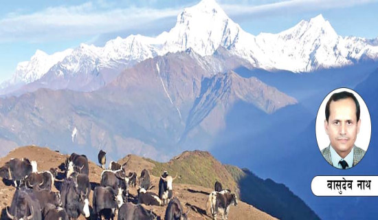 हिमाली क्षेत्रमा चौँरी संस्कृति