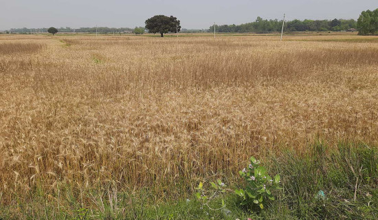 तेब्बर बढ्यो विद्युतीय सवारी आयात