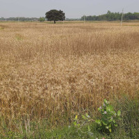 आर्थिक सङ्कटबिच पाकिस्तानलाई आईएमएफको नयाँ सहयोग