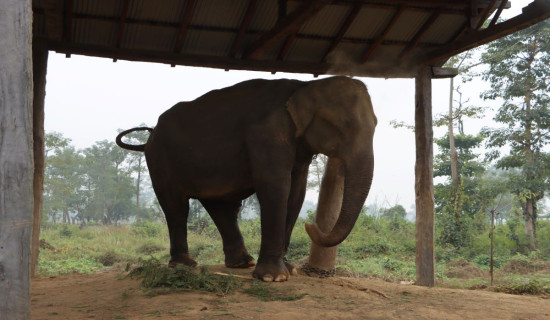 पोतेले रङ्गिएको बजार (फोटो फिचर)