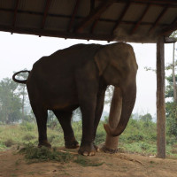 ताप्लेजुङको ओलाङ्चुङगोलादेखि टिपतालासम्म पर्यटन प्रवर्द्धन यात्राको तयारी