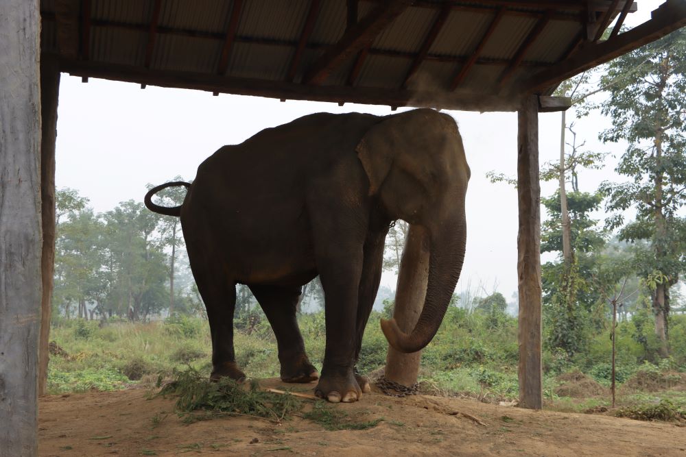 हात्तीले माहुते नै मारेपछि...