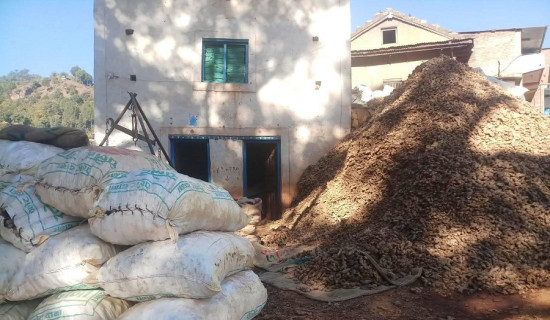 सल्यानमा २० हजार ९५० मेट्रिकटन अदुवा उत्पादन, किसान उत्साहित