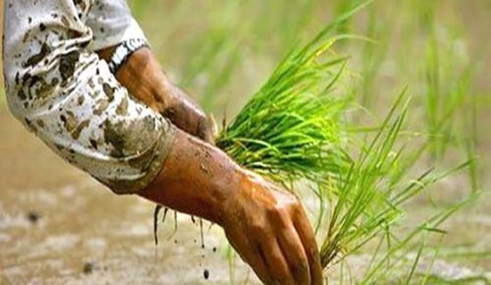 किसान चैतेधान रोप्नमा व्यस्त