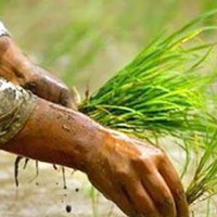 मार्जिन कारोबारका लागि तिस प्रतिशत नगद अनिवार्य